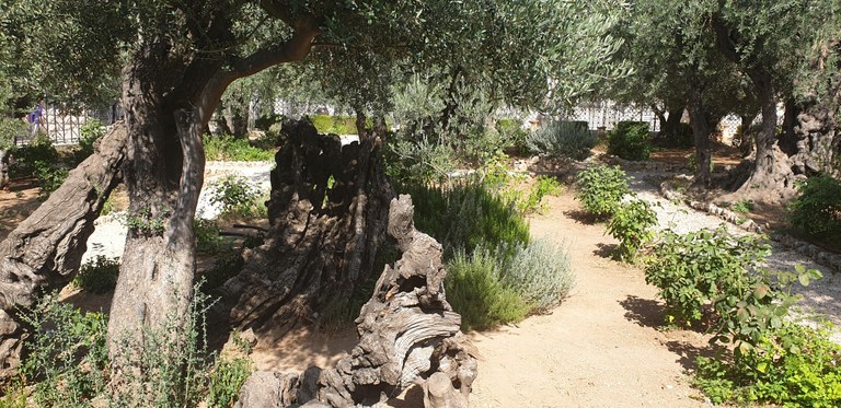 20190731_161613 (Copia di NXPowerLite).jpg