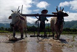 0706-burma-myanmar-rice_full_600_2942743.jpg