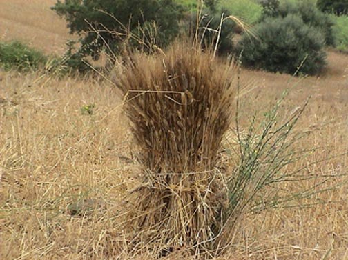 XVI Domenica del Tempo Ordinario anno A. “Lasciate che la zizzania e il grano crescano insieme…”