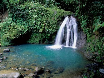 foreste tropicali 1.jpg