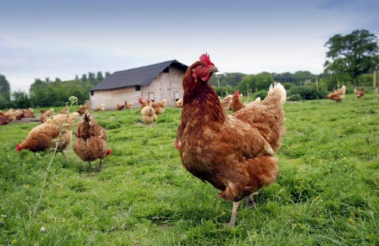 Una messa per le galline è una messa per la vita